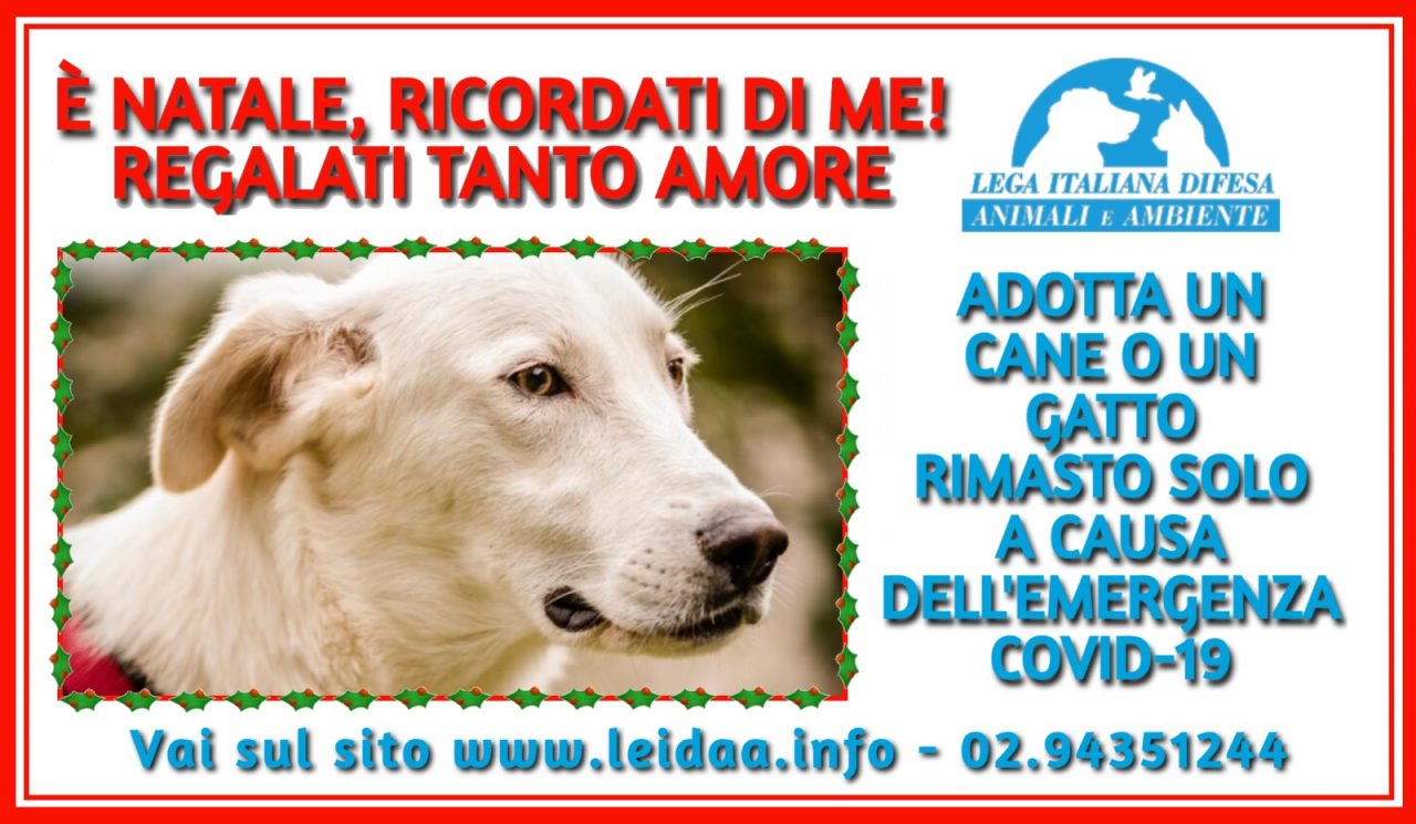 “E’ Natale, ricordati di me”: campagna di adozione di cani e gatti rimasti soli a causa della pandemia