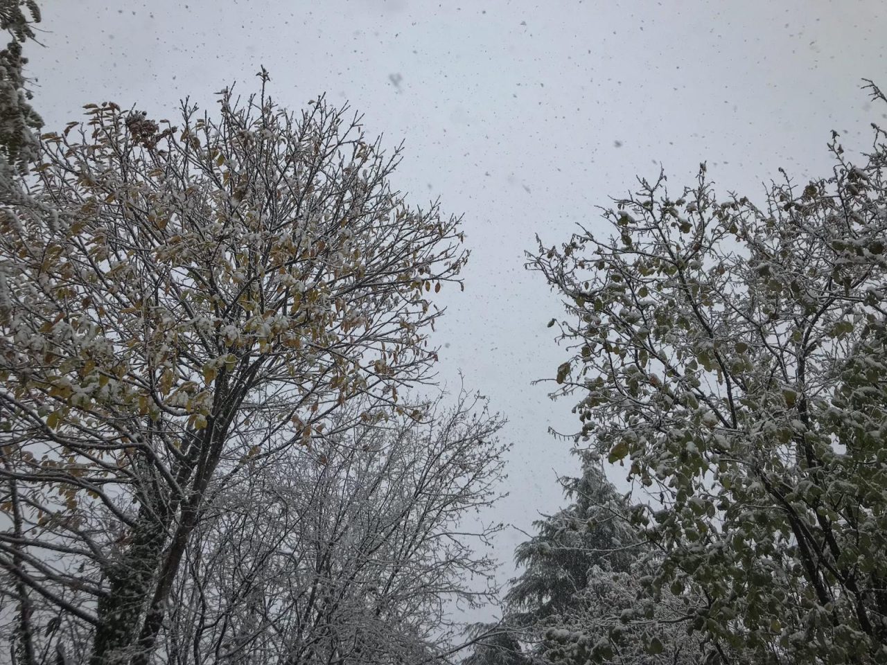 Fiocca fiocca: ecco foto e video dal territorio!