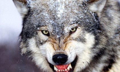Il lupo minaccia  anche le pecore brianzole a rischio estinzione
