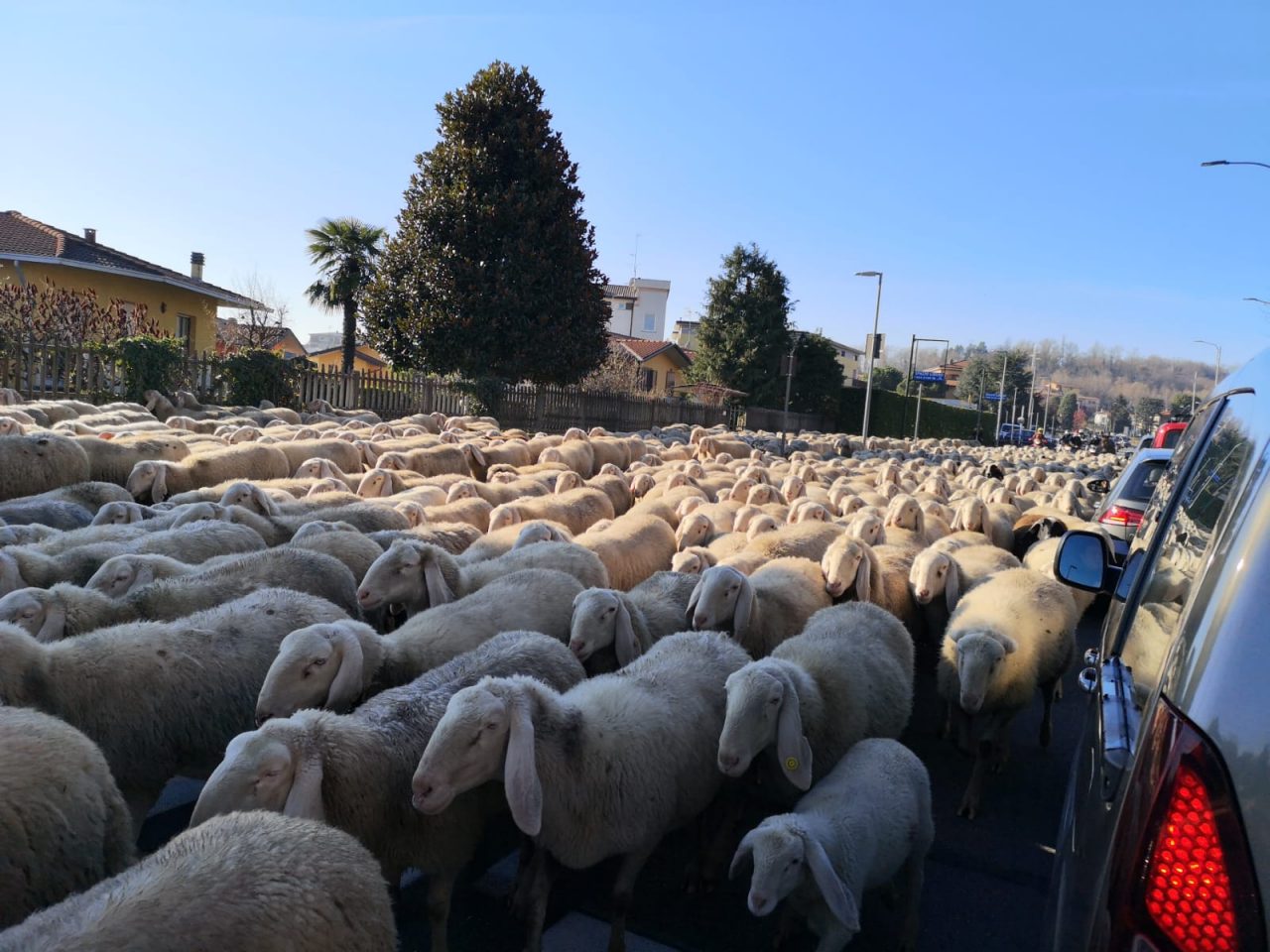 Pecore tra le auto sulla Provinciale FOTO