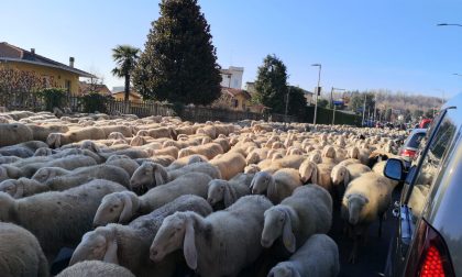 Pecore tra le auto sulla Provinciale FOTO