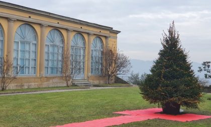 L'Abete Natalizio di Monticello potrà essere addobbato liberamente dai cittadini