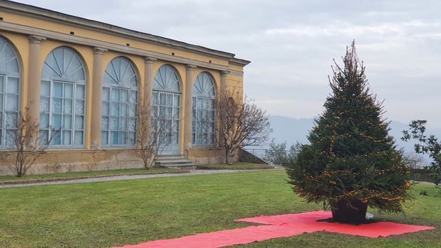 L’Abete Natalizio di Monticello potrà essere addobbato liberamente dai cittadini