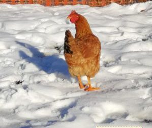 Ogni settimana razzola per il mercato, la gallina Cocca spopola sui social