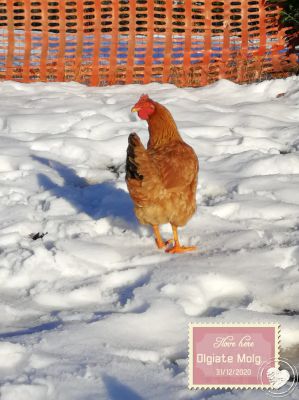 Ogni settimana razzola per il mercato, la gallina Cocca spopola sui social