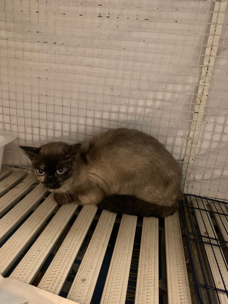 Gatta abbandonata in discarica, si cercano informazioni