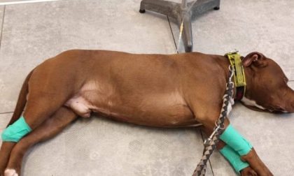 Il pitbull Vasco dona il sangue e salva la vita a una cagnolina