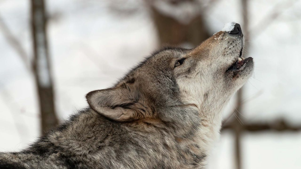 Lupo nel Parco di Montevecchia, l’esperto: “Scarse possibilità di incontrarlo, ma nel bosco tenete i cani al guinzaglio”