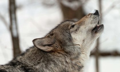 Lupo nel Parco di Montevecchia, l'esperto: "Scarse possibilità di incontrarlo, ma nel bosco tenete i cani al guinzaglio"