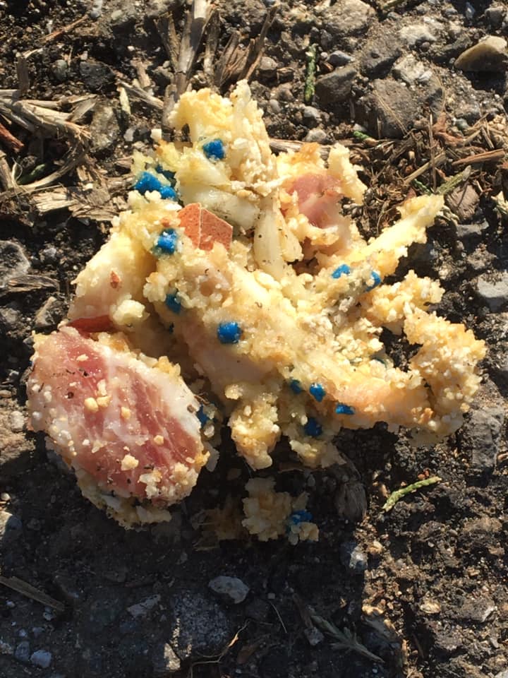 Allarme bocconi avvelenati lungo i sentieri