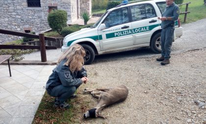 Caprioli, cervi, falchi, ma anche pipistrelli : 800 interventi della Polizia provinciale di Lecco per salvare gli animali