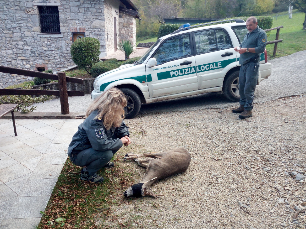 Caprioli, cervi, falchi, ma anche pipistrelli : 800 interventi della Polizia provinciale di Lecco per salvare gli animali