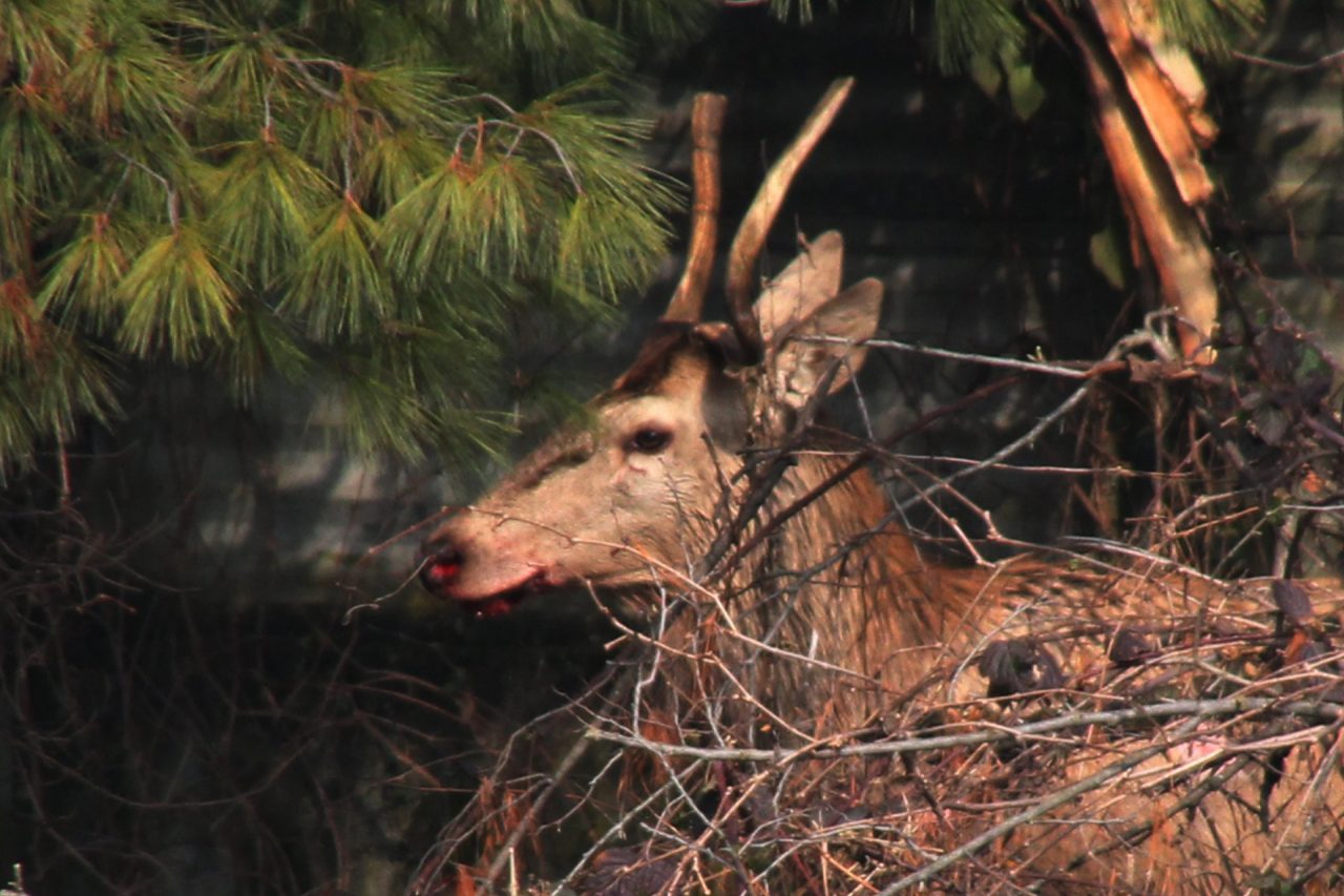 Cervo muore in un incidente, ma la carcassa sparisce. Ats: “Attenzione la carne non si può mangiare”