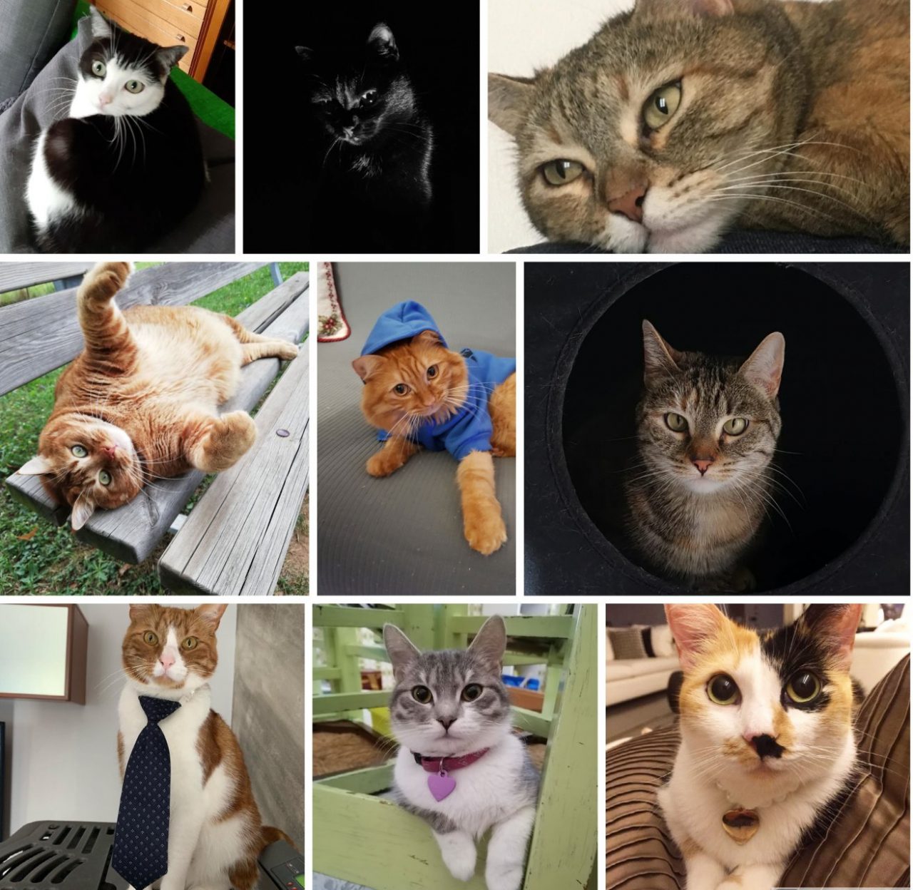 Festa del gatto: tutte le foto dei nostri lettori!