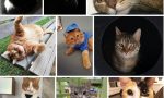 Festa del gatto: tutte le foto dei nostri lettori!