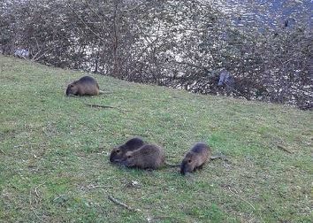 Emergenza Nutrie, Coldiretti rilancia l’appello per una gestione di sistema