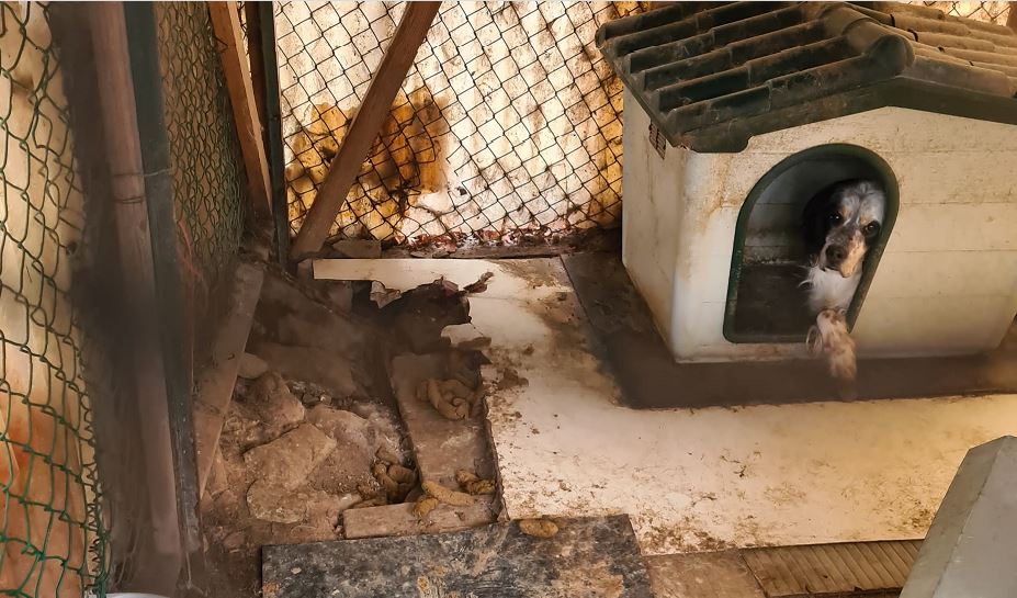 Cane rinchiuso per 12 anni in un serraglio nel bosco, salvato dall’Enpa