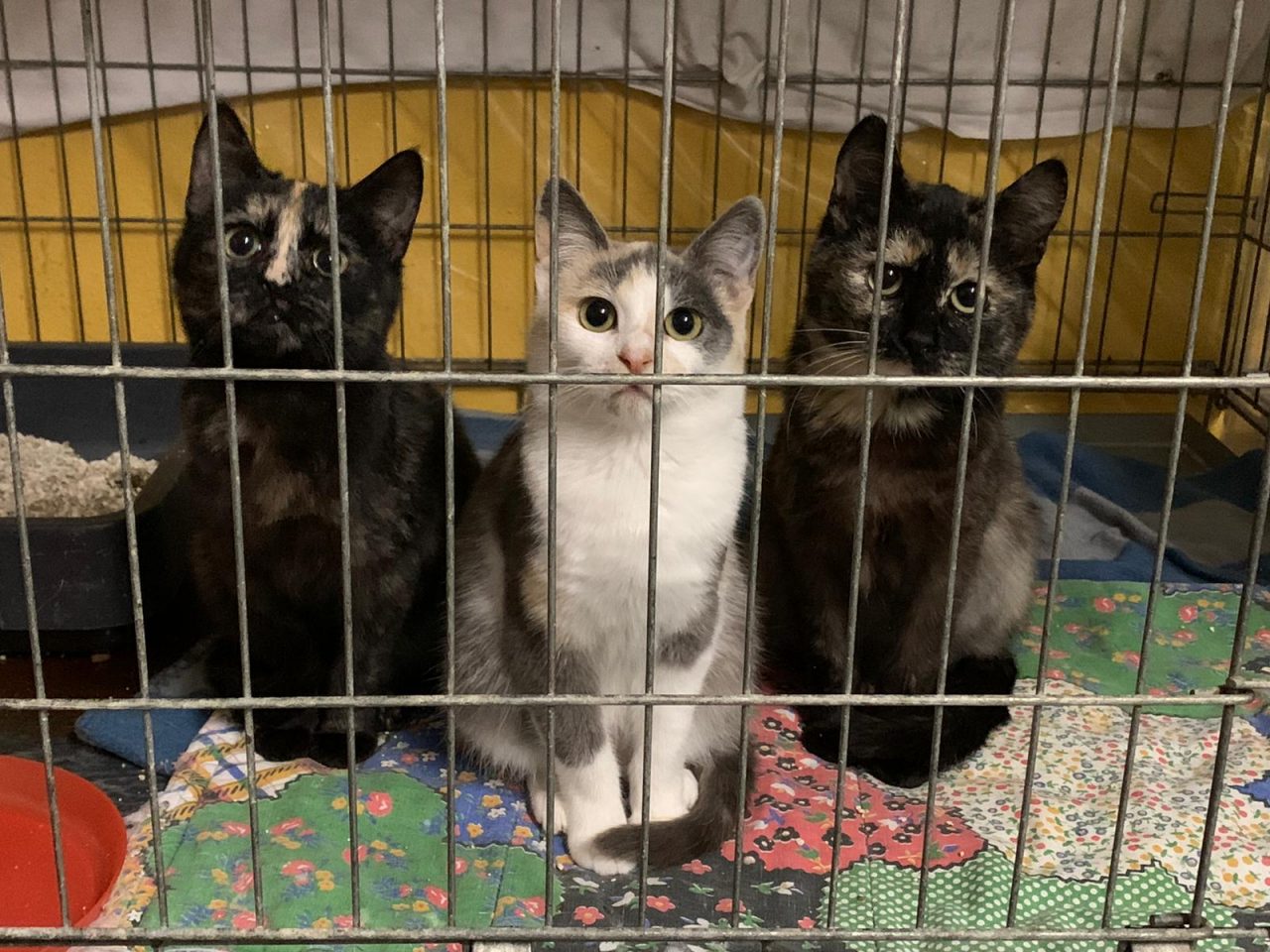 Enpa Merate cerca stalli per i suoi gattini