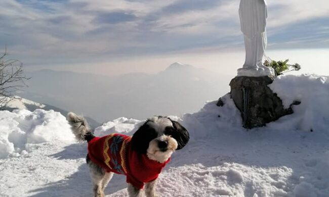 Sparano a un cagnolino nel giardino di casa. La padrona: “Andremo a fondo”