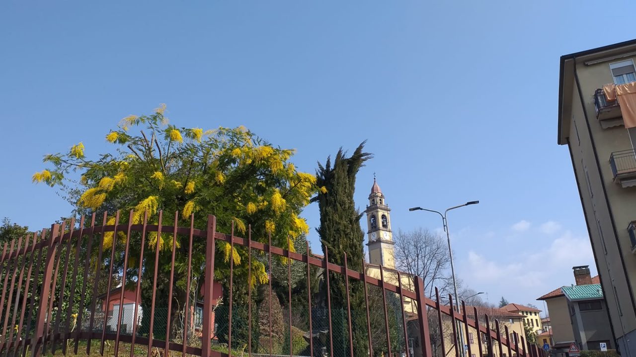 Mimose gratis in alcuni angoli delpaese