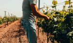 Il gelo mette a rischio gli alberi da frutto, le semine e i prati