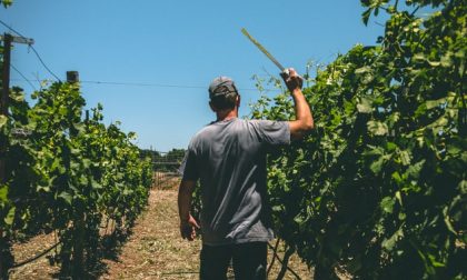 Agricoltura, quattro aziende lecchesi finanziate da Regione Lombardia