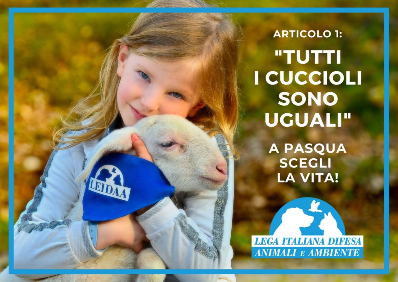 Pasqua, l’onorevole Brambilla: “Ingiustificabile mattanza degli agnelli, quest’anno scegliamo la vita”