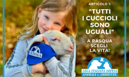 Pasqua, l’onorevole Brambilla: “Ingiustificabile mattanza degli agnelli, quest’anno scegliamo la vita”