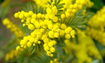 Airuno, gli auguri dell'Amministrazione Milani a tutte le donne