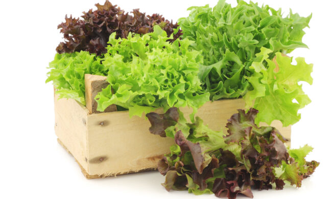 Il Giornale di Merate vi regala i semi di lattuga