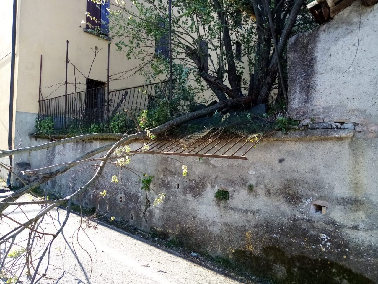 Intervento dei pompieri per un albero sradicato dal forte vento
