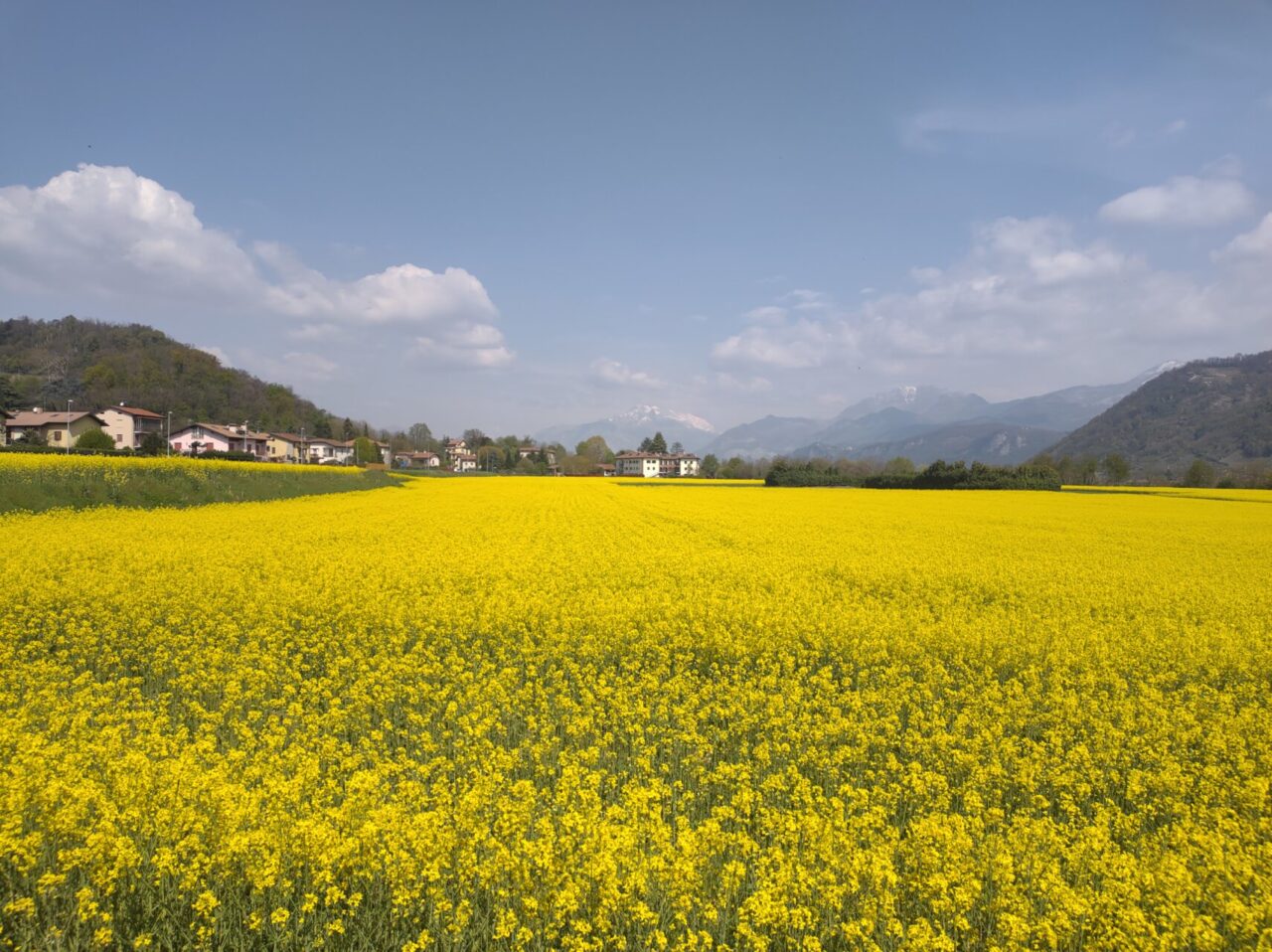 Che ne sai tu di un campo di… colza a Imbersago