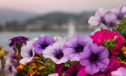 Telefono azzurro arriva a Brivio con la vendita dei fiori