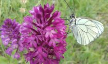 BioBlitz Lombardia: al via il sesto censimento regionale