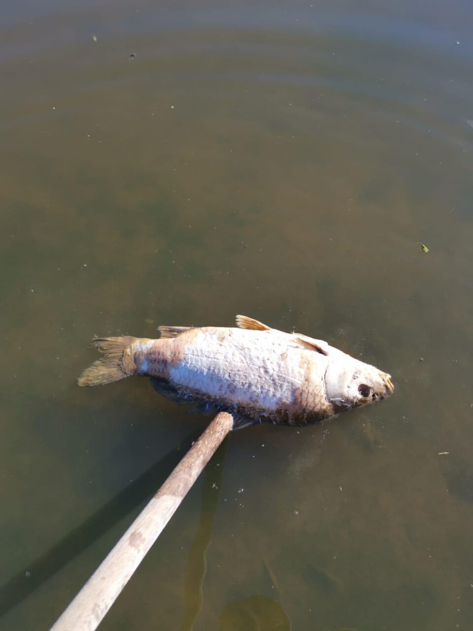 Maxi moria di pesci nell'Adda