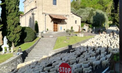 Montevecchia Alta attraversata da un gregge di pecore