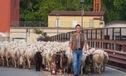 Transumanza a Lecco, il Ponte Azzone Visconti invaso da migliaia di pecore