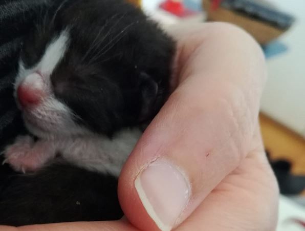 Gattino di pochi giorni gettato nella spazzatura ora lotta per la vita accudito dall’Enpa Merate