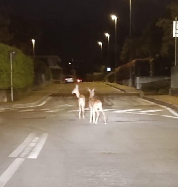 Strani avvistamenti, daini a spasso per l’Isola Bergamasca