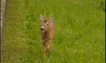 Avvistato un cerbiatto nel giardino dell'asilo VIDEO