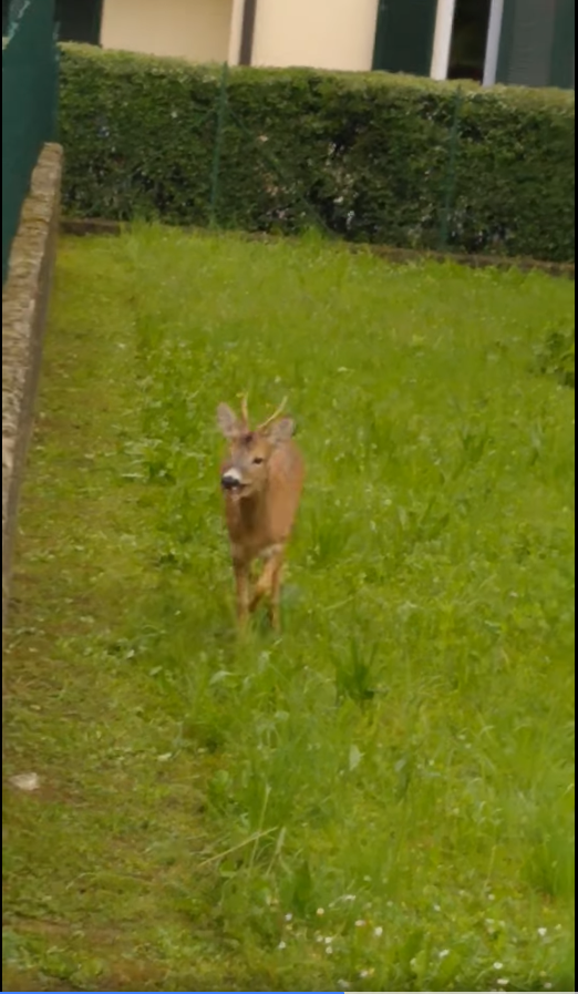 Avvistato un cerbiatto nel giardino dell’asilo VIDEO