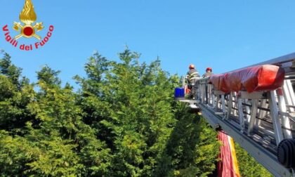 Brutto atterraggio: rimane incastrato con il parapendio negli alberi