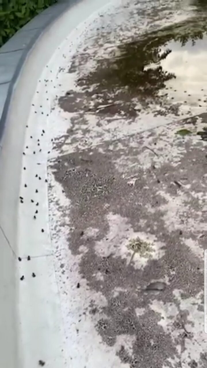 Il video dell’invasione di ranocchiette in piazza