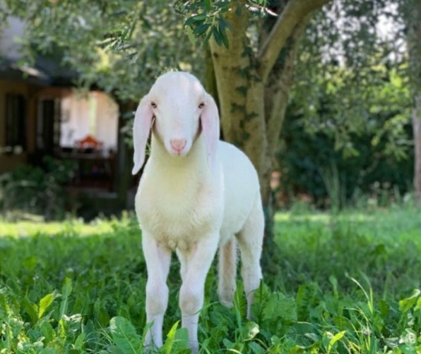 Le storie dell’oca Pippo, dell’agnellino Armando e della gatta Mimi