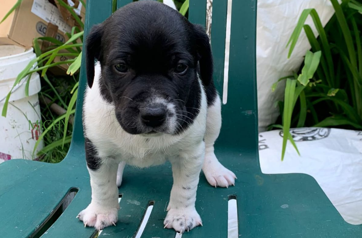 Cinque meravigliosi cuccioli cercano famiglia
