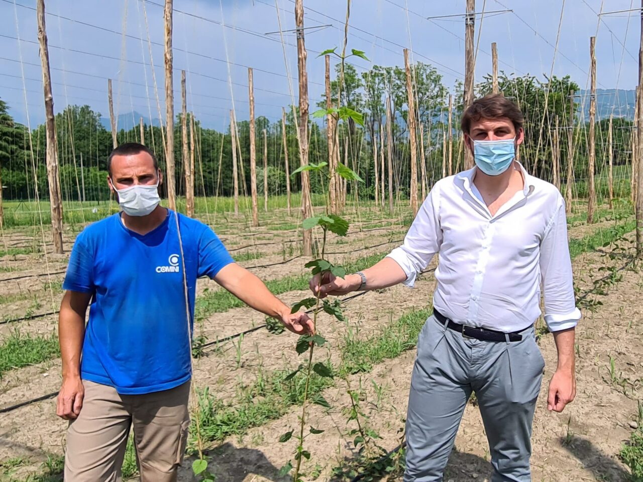 A Barzago una start-up di coltivazione del Luppolo