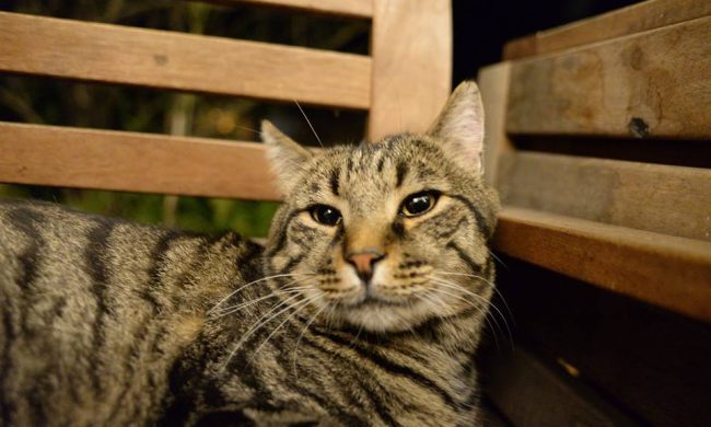 Simpatiche Zampette, partecipa al gioco dell’estate