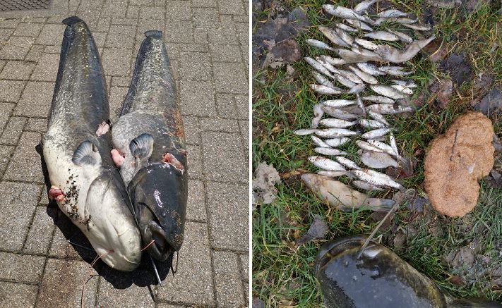 Quanto può mangiare un pesce siluro? Le incredibili immagini degli esemplari pescati nell’Adda