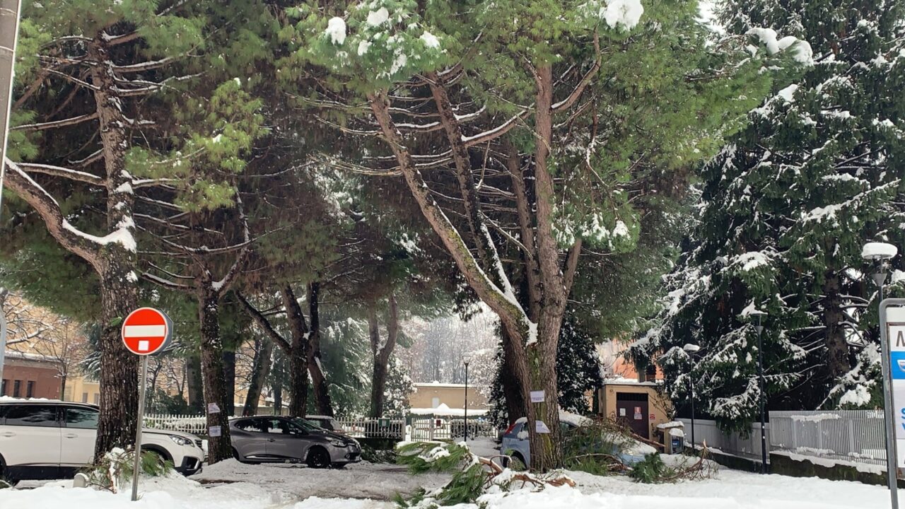 Papaleo caustico sulle piante di viale Verdi: “Strano paese è questo, ci si mobilita per il pino, ma non per il cittadino”