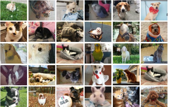 Simpatiche Zampette, questa settimana il coupon sul Giornale di Merate vale triplo!